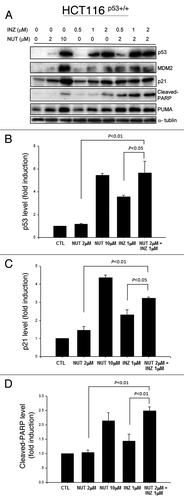 Figure 1. Inauhzin and Nutlin-3 significantly enhance the expression level and activity of p53 in HCT116 p53+/+ cells in a dose-dependent manner. HCT116 p53+/+ cells were treated with Inauhzin or Nutlin-3 at the indicated concentrations for 18 h and harvested for WB analysis. 50 μg protein was loaded in each lane, and an anti-α-tublin antibody was used as an loading control. Densitometric analysis of immunoreactive bands of p53, p21 and cleaved-PARP was expressed as fold change relative to the control group.