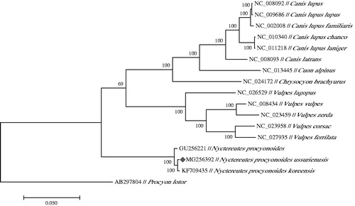 Figure 1. Maximum-likelihood (ML) phylogenetic tree of N. ussurienusis and the other 15 species using P. lotor as an outgroup. Genbank accessions were indicated with species name. Nyctereutes ussurienusis was marked in solid rhombus shape.