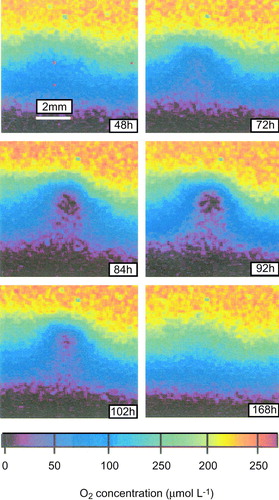 Figure 25.  The O2 dynamic around a 2 mm large skelatonema aggregate placed on a dark-incubated, homogenized sediment. A true anoxic microniche evolves after a lag period as the aggregate gradually decompose (Glud, Nordi, Zang, Sochaczewski & Davidson, manuscript in preparation).