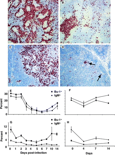 Figure 5. 5A: B cells were frequent around the peri-ellipsoid sheath in an uninfected spleen with few germinal centres (×100). 5B:By 14 d.p.i. few Bu-1+ cells were present in the spleen with small aggregates resembling germinal centres (×200). 5C: In an uninfected thymus, Bu-1+ cells were mainly in the medullary region and infrequent in the cortex (×200). 5D: By 14 d.p.i. few Bu-1+ cells (arrow) were present in the thymus (×200). 5E: Flow cytometric analysis of spleen cells demonstrated the significant (P<0.05) decrease 2 to 4 d.p.i. in both Bu-1+ (▪) and IgM+ (♦) cell populations, which only partially began to increase by 14 d.p.i. 5F: Values for splenocytes from uninfected chicks, Bu-1+ (▪) and IgM+ (♦) cell populations. 5G: Flow cytometric analysis of thymus cells showing a transient decrease (P<0.05) in Bu-1+ (▪) 2 to 7 d.p.i. and a partial recovery to pre-infection levels by 14 d.p.i. The IgM+ (♦) population in the thymus is relatively low in uninfected chicks, and decreased further by 14 d.p.i. 5H: Values from uninfected, Bu-1+ (▪) and IgM+ (♦) cell populations. Values expressed as the mean±standard error of the mean, n=5.