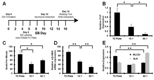 Figure 3. Nkx2-5 drug-selected cardiomyocytes show greatest cardiac maturation on rigid substrates. (A) Nkx2-5neoR/+ ES cells were formed into EBs, landed onto PDMS and/or TC plate substrates, and subjected to drug selection. After 6 days under neomycin selection, ES-derived cardiac foci showed greater maturity on rigid matrices via (B) cTnT mRNA expression relative to GAPDH (n = 3) and (C) beating rate (n = 3). Cardiac foci also demonstrated a higher expression of adult α-MHC relative to fetal β-MHC, verifying their mature cardiac phenotype (D). Expression analyses of MLC2v (ventricular myocytes) and SLN (atrial myocytes) indicate that rigid and soft environments induce ventricular and atrial myocytes, respectively (n = 3) (E). MLC2v and SLN expression levels are normalized to those of 50:1 and TC plate, respectively. All values are mean ± SD, where ∗ indicates p-value <0.05 and ∗∗ indicates p-value <0.01.