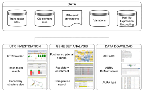 Figure 1. AURA 2 features. The figure illustrates the main types of information contained in the database (Data) and the most prominent investigation tools available, either for exploring PTR events for a single UTR (UTR Browser, trans-factor search and UTR secondary structure analysis) or for a gene set (PTR network generation, regulatory enrichment computation and co-regulation search). The available data download options are also illustrated (Data download).