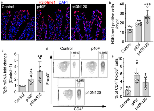 Figure 5. p40N120 supplementation in early life promotes TGFβ production and Treg differentiation in the lamina propria of the colon in adult mice. Foxp3-GFP mice were treated with p40F or p40N120 from postnatal day 2 to day 21. Mice were euthanized at the age of 8 weeks. Paraffin-embedded colon tissues were used to determine H3K4me1 expression by immunohistochemistry using anti-H3K4me1 antibody and Cy3-labeled secondary antibody (red). Nuclei were stained with DAPI (blue). Images were taken using fluorescent microscope at 40X. (b) the number of H3K4me1 positive cells per crypt is shown. (c) RNA was isolated from the colonic tissues for RT-PCR analysis of the Tgfb1 mRNA expression levels. (d) lymphocytes were isolated from the lamina propria of the colon. Representative counter plot of Foxp3 and CD4 are shown. (e) the percentages of CD4+ Foxp3+ cells in total lymphocytes were shown. **p < .001, *p < .01 compared the control group. #p < .01 compared the p40F group. Each symbol represents data from one mouse (b and c) or from 2–3 mice (e).