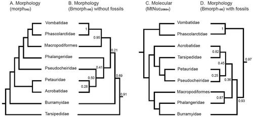 Figure 3. Comparison of A, the morph352 tree and C, the MtNuc20654 molecular tree, respectively, with the diprotodontian phylogenies reconstructed from Bayesian inference of the Bmorph180 dataset B, without including fossil taxa and D, with fossil taxa included. Node support values on the Bmorph180 trees are Bayesian posterior probabilities.
