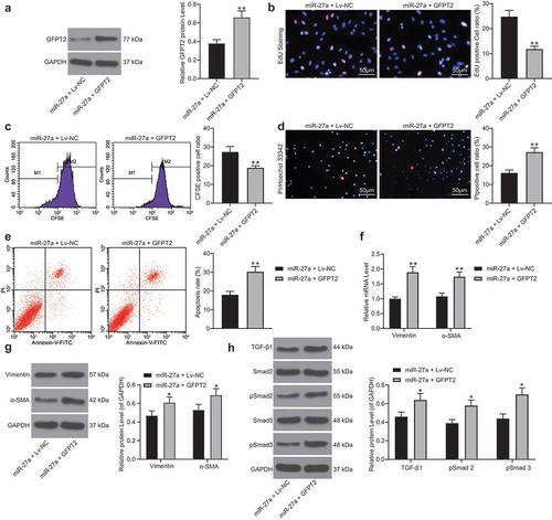 Figure 6. Overexpression of GFPT2 counteracts the protective roles of miR-27a in H/R-induced cell damage. A, GFPT2 expression in H/R-treated cells overexpressing miR-27a determined by western blot analysis 48 h after LV-GFPT2 administration (unpaired t test, ** p < 0.01 vs. miR-27a + LV-NC); B-C, viability of cells determined by EdU labeling (b) and CFSE labeling followed by flow cytometry (c) (unpaired t test, ** p < 0.01 vs. miR-27a + LV-NC); D-E, apoptosis of H9C2 cells determined by Hoechst 33342/PI double staining (d) and flow cytometry (e) (unpaired t test, ** p < 0.01 vs. miR-27a + LV-NC); F-G, mRNA (f) and protein (g) expression of Vimentin and α-SMA in cells determined by RT-qPCR and western blot analysis (two-way ANOVA, * p < 0.05, ** p < 0.01 vs. miR-27a + LV-NC); H, expression of TGF-β1 and phosphorylation of Smad2/3 in cells determined by western blot analysis (two-way ANOVA, * p < 0.05 vs. miR-27a + LV-NC). Data were exhibited as mean ± SD from at least three independent experiments