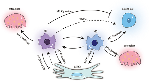 Figure 3 Relationship between M1, M2, OBs, OCs and BMSCs: M1 cells promote the formation of OCs, and depending on the cytokines they secrete, they may have a promoting or inhibiting effect on OBs and BMSCs. At the same time, BMSCs seem to have a regulatory effect on M1 as well. M2 cells inhibit the formation of OCs and have a promoting effect on OBs and BMSCs.