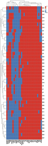 Figure 2 Hierarchical clustering of CRKP isolates, according to the generated antimicrobial resistance patterns, virulence, and resistance genes profiles. Blue and red colors indicate the absence and presence of genes or resistance to antimicrobials, respectively. The code numbers on the right side of the heat map denote the CRKP from urine (U), blood (B), and sputum (S).