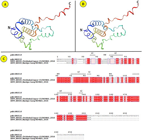 Figure 5. Structure of RPO30 protein: a three-dimensional (3D) homology model was generated using the Swiss-model server using a PDB-6RIC_S as template. Panel A: 3D structure of RPO30 protein of SPPV. Panel B: 3D structure of RPO30 protein of GTPV. Panel C. Multiple sequence alignment of RPO30 protein structure of representative SPPV and GTPV isolates with reference to the vaccinia virus E4L protein structure (6RIC_S).
