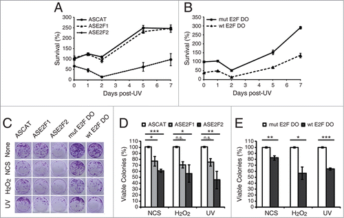 Figure 7. E2F1 and E2F2 confer cellular resistance to genotoxic stimuli. (A and B) Cell survival assessed by MTT reduction assay in SH-SY5Y cells transfected with 1 μM of the specified ODN and exposed to UV irradiation. Data is representative of 4 independent experiments carried out in octuplicate. (C–E) Clonogenic assay in SH-SY5Y cells transfected with 1 μM of the indicated ODN and treated with the DNA damaging agent. In (D and E), results are expressed relative to the control mock-treated cells for each ODN, and data represent the mean±S.E.M. of 4 independent experiments performed in cuadruplicate. P-values were calculated using one-way ANOVA with Dunnett's posttest in (D) and Student's t-test in (E): *P < 0.05, **P < 0.01, ***P < 0.001, n.s. not significant. DO, decoy oligodeoxynucleotide.
