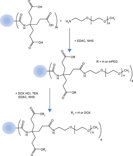 Figure S5 Synthesis scheme for DendDP conjugate.Abbreviations: DendDP, dendrimer-MPEG-DOX conjugate; EDAC, N-(3-dimethylaminopropyl)-N-ethylcarbodiimide hydrochloride; DOX, doxorubicin; NHS, N-hydroxysuccinimide; MPEG, methoxy poly(ethylene glycol); TEA, triethylamine.