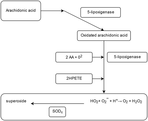 Figure 1. Production of ROS – the role of superoxide dismutase (SODc) as an antioxidant agentCitation17.