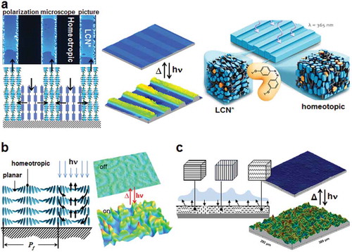 Figure 4. LCN coatings change their surface topology by UV actuation. (a) Coating with alternating stripes of chiral-nematic order LCN (LCN*) and molecules aligned perpendicular to the substrate (homeotropic). Left: a polarisation microscope picture and schematic representation of the deformations upon actuation. Centre: interference microscopic images before and during deformation. Right: artistic impression of the deformation process. (b) When LCN* helical axis are oriented parallel to the surface a fingerprint pattern is formed. Left: schematic representation of fingerprints deformation upon light actuation. Right: confocal microscopic measurement before and during actuation. (c) Dynamic surfaces formed at polydomain LCNs. Left: schematic representation of the deformations upon actuation. Right: interference microscopic measurement before and during actuation.