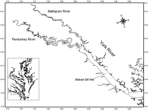 FIGURE 1 Map of the York River system showing its location within the Chesapeake Bay and the location of the staked gill net used to collect adult American shad during their spawning migrations in 2006, 2007, and 2008. Juvenile American shad were collected in the Mattaponi and Pamunkey rivers in 2003.