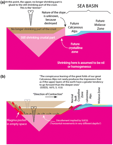 Figure 7. Eduard Suess’ interpretation of orogeny as expressed in the Central and southern European mountain ranges. (a). Pre-orogenic stage. The shape of the still shrinking part of the earth was unknown, but postulated to have a conical form with an apex pointing downward. The gluing of the no longer shrinking part to the shrinking substratum in a limited area is required by Suess’ postulate of the ‘different depths of deformation’ and his observation that in some orogenic belts the interior of the mountain belt subsided along normal faults, creating basins, and produced magmatism, while shortening was going on in the exterior part as expressed by continuing forefolding. (b). Orogeny: contraction of the still shrinking part shown in Figure 7(a) not only causes the non-contracting upper part of the crust to subside, but the off-centered gluing of it to the still contracting part propels it to the right creating shortening in the exterior, but extension in the interior part of the orogenic belt. This direction of motion of the no longer contracting upper part is what Suess meant by ‘direction of contraction’ in his writings. This is a very different picture of orogeny via contraction from those of Élie de Beaumont, James Dwight Dana and later Leopold Kober and Hans Stille, who tenaciously stuck to Élie de Beaumont’s analogy of the jaws of the vise squashing a part of the crust between them creating symmetric orogens, although it was so obviously in contradiction with the observations in Europe and in the Appalachians. Later Suess realized that both the Caledonides and the Cordillera of the Americas had a symmetric structure. Only with plate tectonics we have come to recognize that the Caledonides really consist of two oppositely facing Cordilleran orogens that collided and that both the North and the South American Cordillera have a fundamentally asymmetric structure (the well-developed hinterland fold and thrust belts along the entire Cordillera give the impression of symmetry, but it is a pseudo-symmetry).