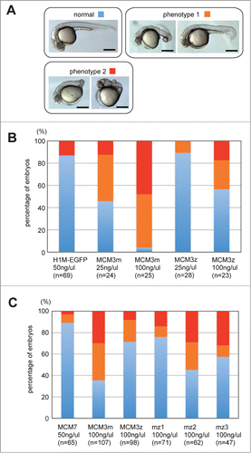 Figure 4. Developmental defect caused by DrMCM3 mRNA injection. (A) Representative phenotypes of pharyngula embryos caused by MCM3 mRNA injection. Phenotype 1: non-straight body axis (especially tail); phenotype 2: short body axis. Scale bar 300 μm. (B) Control (H1M-EGFP), DrMCM3m or DrMCM3z mRNA was microinjected into 2-cell embryos. At 24 hours after fertilization, embryos were categorized as in A, and the percentage of embryos showing phenotypes is shown. n means number of embryos. (C) Involvement of C-terminal regions of DrMCM3 in the developmental defect caused by overexpression. Experiments were performed as in B, using mRNA prepared from maternal and zygotic MCM3 and their chimeric genes as presented in Fig. 2D.