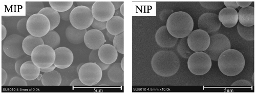 Figure 7. SEM micrographs of the optimal MIP and NIP microspheres.