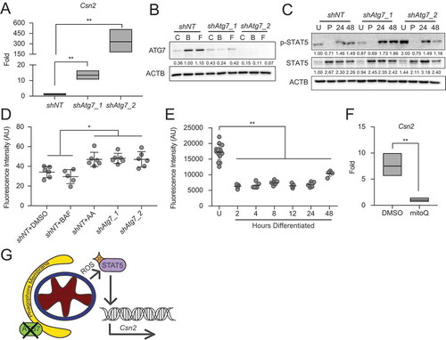 Figure 6. Knockdown of Atg7 contributes to ROS-mediated gene expression. (A) Differentiation-dependent expression of Csn2 in control (shNT) and shAtg7 HC11 cell lines (n = 3). (B) ATG7 expression in shNT and shAtg7 cell lines after 4 h treatment with DMSO, 100 nM BAF, or 1 µM FCCP (C, B, or F, respectively). Levels of ATG7 are indicated below each lane after normalization to ACTB. The shNT sample treated with BAF was set to 1.00, and all other time points are presented relative to 1.00. (C) Activation (phosphorylation) of STAT5 during differentiation in shNT and shAtg7 cell lines. Levels of p-STAT5 and STAT5 are indicated below each lane after normalization to ACTB. The undifferentiated time point was set to 1.00, and all other time points are presented relative to 1.00. (D) Mitochondrial ROS generation in shNT and shAtg7 cell lines at 48 h of differentiation, measured by mitoSOX fluorescence. Control cells were treated with DMSO or 100 nM BAF beginning at priming, and treatment was maintained through differentiation. Cells were treated with 50 µM antimycin a (AA) for 1 h prior to analysis as a positive control (n = 3). (E) MitoSOX fluorescence analysis in wild-type HC11 cells across differentiation (n = 3). (F) Reduction of differentiation-dependent Csn2 expression at 48 h in HC11 cells treated with mitochondrial ROS scavenger, mitoquinol (mitoQ, 1 μM) from priming through 48 h differentiation (n = 3). (G) Proposed model, demonstrating how loss of ATG7 contributes to STAT5-mediated differentiation-dependent gene expression. U: undifferentiated; P: 24 h primed; h: hours differentiated. Data are presented as mean ± standard deviation. Statistical significance was evaluated with multiple student t-tests relative to the undifferentiated or untreated time point. *p < 0.05, **p < 0.01