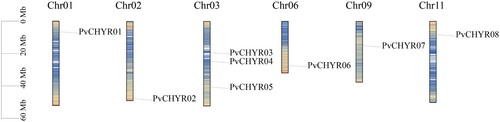 Figure 1. Location of the PvCHYRs. The ruler on the left represents its location on chromosomes on the reference genome. The tightness of the line represents the density of genes. All this information was provided by the Ensembl Plants database.