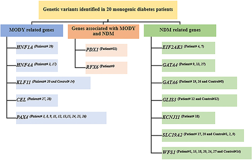 Figure 3 Flowchart of monogenic diabetes variants is identified in patients. [Gene(Patient number)].