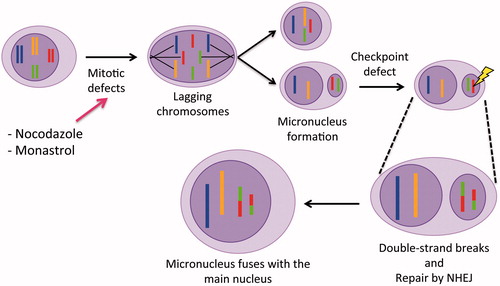 Figure 4. Model describing the association between chromosome mis-segregation, micronuclei, and chromosomal rearrangements. Chromosomes that are lagging during anaphase as a consequence of mitotic defects are encapsulated by nuclear envelope to form a micronucleus (MN). Within the MN, chromosomes tend to sustain frequent double-strand breaks most likely due to changes in chromatin conformation. This induces repair by non-homologous end joining (NHEJ), an error prone mechanism that can produce chromosomal aberrations. As MN may merge back with the main nucleus, this will result in the rearranged chromosomes becoming a part of the genome as described by Janssen et al. [Citation2011].