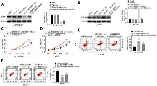 Figure 5 LINC00184 exacerbated the malignant phenotype of OC cells and cisplatin-resistant OC cells by regulating the miR-1305/CNTN1 axis. (A) Western blot for CNTN1 protein expression in A2780-DDP cells. **p<0.01 relative to the siNC group, NC-inh group and siNC + NC-inh group. ##p<0.01 relative to the siLINC00184 + NC-inh group. (B) Western blot for CNTN1 protein expression in A2780 cells. **p<0.01 relative to the oeNC group, miR-NC group and oeLINC00184 + miR-NC group. (C) CCK-8 assay for proliferation of A2780-DDP cells. **p<0.01 compared with the siNC + NC-inh group or oeNC + miR-NC group. #p<0.05 and ##p<0.01 compared with the siLINC00184 + NC-inh group or oeLINC00184 + miR-NC group. (D) CCK-8 assay for proliferation of A2780 cells. **p<0.01 compared with the siNC + NC-inh group or oeNC + miR-NC group. #p<0.05 and ##p<0.01 compared with the siLINC00184 + NC-inh group or oeLINC00184 + miR-NC group. (E) Flow cytometry for apoptosis of A2780-DDP cells. **p<0.01 compared with the siNC + NC-inh group or oeNC + miR-NC group. #p<0.05 and ##p<0.01 compared with the siLINC00184 + NC-inh group or oeLINC00184 + miR-NC group. (F) Flow cytometry for apoptosis of A2780 cells. **p<0.01 compared with the siNC + NC-inh group or oeNC + miR-NC group. #p<0.05 and ##p<0.01 compared with the siLINC00184 + NC-inh group or oeLINC00184 + miR-NC group. All experiments were performed in triplicate.