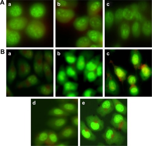 Figure 8 The apoptosis of (A) 3T3 and (B) HeLa cells treated with different samples: (A-a) blank control, (A-b) 70 µmol/L of FMN, and (A-c) 70 µmol/L of MWCNT-FMN; (B-a) blank control, (B-b, B-c) 35 and 70 µmol/L of FMN, and (B-d, B-e) 35 and 70 µmol/L of MWCNT-FMN.
