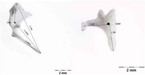 Figure 8. Measurements of malleus and incus in accordance to the system suggested by Peus 2020.