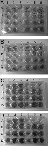 Supplemental Figure 1. Principal organization of the 24-well plate for the experiments presented in this work. A, B = Bacterial growth in the presence of Ti-6Al-4V_HA disks. Comparison of growth in CB/HS medium with growth in DMEM tissue culture medium. Plates were photographed on days 2 (A) and 10 (B). Lanes 1 and 2: test of S. epidermidis in CB/HS (lane 1) and in DMEM (lane 2). Lanes 3 and 4: medium without inoculation of bacteria, CB/HS (lane 3) and in DMEM (lane 4). Lanes 5 and 6: test of S. aureus in CB/HS (lane 5) and in DMEM (lane 6). The wells from row A were taken for SEM analyses, wells from rows B–D represent the three technical replicates of each plate. C, D = Antimicrobial effects of copper-containing disks. Plates were photographed on days 2 (C) and 10 (D). Lanes 1–3, growth of S. epidermidis in the presence of Ti-6Al-4V_HA disks (1), Cu-disks (2), and Ti-Cu films (3). Lanes 4–5, growth of S. aureus in the presence of Ti-6Al-4V_HA disks (4), Cu-disks (5), and Ti-Cu films (6). Wells in row A1-A3 were used for SEM of S. epidermidis samples. Wells A4-A6 contained medium without inoculation of bacteria. This order was reversed on plates with SEM samples for S. aureus. Rows B–D represent the three technical replicates of each plate.
