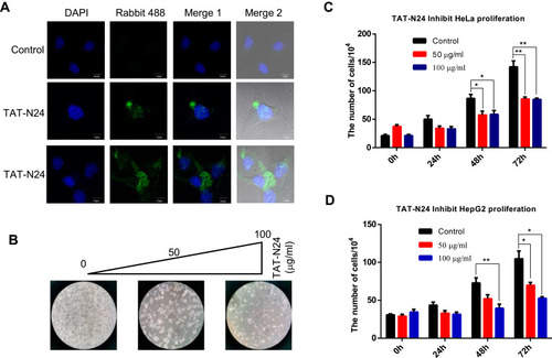 Figure 5 TAT-N24 inhibits cancer cell proliferation. (A) Fluorescence microscopic imaging confirmed that N24 was efficiently localized into the nucleus. (B) HeLa cell colonies were monitored by light microscopy after the cells were treated with 0, 50 and 100 mg/mL of TAT-N24 peptide, respectively, for 72 hrs. (C) The number of cells after treatment with different concentration of TAT-N24 peptide for 3 days. Data are mean ± SEM. N = 4 independent experiments; *p < 0.05; **p < 0.01, compared with the control group. (D) The number of cells after treatment with different concentrations of TAT-N24 peptide for 3 days. Data are mean ± SEM. N = 4 independent experiments; *p < 0.05; **p < 0.01, compared with the control group.