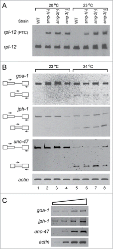 Figure 5. Latent 5′SSs in C. elegans are silenced under normal growth conditions even in mutant strains lacking NMD essential genes. Worms from the wild type strain (N2) and 3 smg(-) strains (TR1331, SMG-1-null; TR1421, SMG-2-null; TR1696, SMG-3-null), in which NMD essential genes were abrogated, were grown under normal growth conditions (23°C), or were heat-shocked (34°C, 3h). (A) RT-PCR analysis of splicing expressed from the rpl-12 pre-mRNA, a known substrate of NMD, in N2 wild type strain and the 3 smg(-) mutant strains, showing that NMD is indeed abrogated in the 3 smg(-) mutant strains. rpl-12, an open reading frame preserving variant; rpl-12 (PTC), a variant containing a PTC, the NMD substrate. (B) RT-PCR analysis of splicing of the goa-1, jph-1 and unc-47 pre-mRNAs expressed from the WT (N2) strain, and the 3 smg(-) strains. At 23°C (lanes 1–4), only bands representing pre-mRNA and no bands representing latent RNA are observed. After heat treatment (34°C, lanes 5–8) latent splicing is activated. Actin PCR was used as a loading control. (C) RT-PCR analysis of 3-fold serial dilutions of RNA extracted from N2 worms grown under normal growth conditions, using RNA levels ranging from x9 lower to x3 larger than those used in A-B. The PCR analyses were performed using the primer pairs from the specified latent exon (sense) and the downstream exon (antisense) of jph-1, unc-47 and goa-1, as indicated in B, respectively, and represent the respective levels of unspliced transcripts. The results represent at least 3 independent experiments.