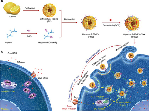 Figure 3 (a) Schematic illustration of lemon-derived extracellular vesicle (EV) nanodrugs for overcoming cancer multidrug resistance. The lemon derived EV nanodrugs (marked with heparin-cRGD-EVs-doxorubicin (HRED)) were fabricated by modifying heparin-cRGD (HR) onto the surface of EVs and then by loading with doxorubicin (DOX). The HRED nanodrugs enabled to effectively enter DOX-resistant cancer cells by caveolin-mediated endocytosis, macropinocytosis, and clathrin-mediated endocytosis, exhibiting excellent cellular uptake capacity. They diversified endocytosis capacity enabled to dissipate the intracellular energy. Meanwhile, guided by caveolin-mediated endocytosis, they could also further down-regulate the expression of intracellular caveolin-1 (CAV-1) to reduce ATP production and increase reactive oxygen species (ROS) level. Thus, combing with the endocytosis-triggered energy dissipation and ATP production reduction, our HRED nanodrugs would greatly reduce drug efflux, ensuing efficiently overcoming cancer multidrug resistance. (b) Schematic illustration of free DOX could be effectively pumped out from cancer cells by utilizing the P-glycoprotein (P-gp) and the ATP hydrolysis energy. Reprinted with permission from Li Z, Wang H, Yin H, Bennett C, Zhang HG, Guo P. Arrowtail RNA for ligand display on ginger exosome-like nanovesicles to systemic deliver siRNA for cancer suppression. Sci Rep. 2018;8(1):14644. Creative Commons.Citation78
