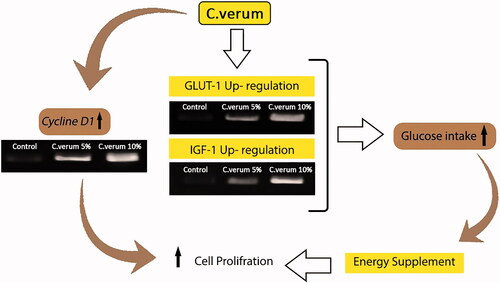 Figure 5. Promoting effect of topical administration of C. verum on wound healing process in diabetic animals. C. verum up-regulates the IGF-1 and GLUT-1 expression which in turn results in accelerated glucose transition into cells, and follow it faster granulation formation, re-epithelization and keratin biosynthesis.