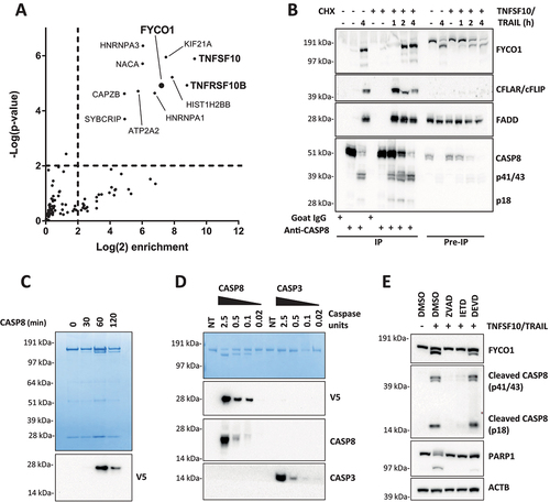 Figure 1. FYCO1 interacts with and is cleaved by activated CASP8. (A) Scatterplot representing proteins enriched upon CASP8 affinity isolation by mass spectrometry analysis. HeLa treated with TNFSF10/TRAIL were compared with untreated cells. The cut off for significant enrichment was set at 4-fold label-free quantitation (LFQ) values and a p-value of < 0.01 (-log (p-value) > 2). (B) WB of lysates and anti-CASP8 co-IP of HeLa cells treated with TNFSF10/TRAIL (500 ng/ml) and CHX (1 µg/ml) for the indicated timeframes. The WB was performed for the proteins indicated. (C) In vitro CASP8 cleavage assay. Coomassie Brilliant Blue staining of recombinant FYCO1-V5 followed by incubation with 1 U recombinant CASP8. Below, the WB for anti-V5. (D) In vitro CASP8 and CASP3 cleavage assays. Coomassie blue staining of recombinant FYCO1-V5 followed by incubation for 1 h with a titration of recombinant caspase units. Below, the WB for the antibodies indicated. (E) WB of HeLa lysates treated with TNFSF10/TRAIL (1 µg/ml, 2 h) in combination with different caspase inhibitors (20 µM).