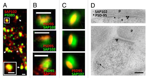 Figure 1 Distribution of SAP102 and PSD-95 in spines. (A–C) Double labeling of endogenous SAP102 and PSD-95 in hippocampal neurons (21 DIV). (A) Image was taken with a conventional confocal microscope. The spine in the upper left is enlarged and shown in the bottom left. The asterisk indicates the dendrite region and the arrows indicate spines. Scale bars, 500 nm. (B) Images were taken with a Leica STED microscope. For the spines in the top and the middle parts, PSD-95 (red) was imaged in the STED channel and SAP102 (green) was imaged in the regular channel. For the spine in the bottom part, SAP102 (red) was imaged in the STED channel and PSD-95 (green) was imaged in the regular channel. Scale bars, 500 nm. (C) Images were taken with a DeltaVision 3D super resolution microscope. The top, middle and bottom parts are images of the same spine viewed in 3D at three different angles. The grid squares are 500 nm. (D) Immunogold labeling of SAP102 (5 nm gold) and PSD-95 (15 nm gold) in synapses from cultured hippocampal neurons (21 DIV). SAP102 is distributed in both the PSD (arrowhead) and cytoplasm (arrow), while PSD-95 is concentrated in the PSD area. P, presynaptic terminal. Scale bar, 100 nm.