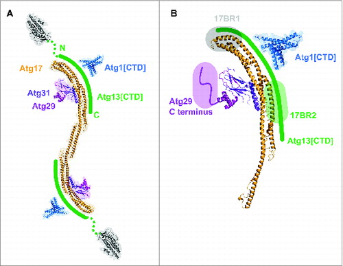 Figure 7. Proposed model of Atg1 complex formation. (A) Model of the dimeric Atg1 complex. Atg13[CTD] (green) bridges the interaction of Atg1[CTD] (PDB:4P1N, blue) to the Atg17-Atg31-Atg29 subcomplex (PDB: 4HPQ, Atg17 in orange, Atg31 in magenta, Atg29 in pink). Atg13[CTD] lies on the convex region of the Atg17 arc in a N terminus-to-C terminus orientation. This places the Atg13 HORMA domain (gray, PDB: 4J2G) pointing outward from the N terminus of Atg17. (B) Summary of interacting regions in the Atg1 complex. The Atg17-binding regions of Atg13 occur in 2 distinct locations that encompass the Atg13 MIM(N)/MIM(C) regions that associate with Atg1[CTD]. The Atg1317BR1 domain (gray) lies at the N-terminal tip of Atg17 while the Atg1317BR2 domain (green) lies closer to the C-terminal region of Atg17. The unstructured C-terminal domain of Atg29 is proposed to point toward Atg17 and likely wraps around to impinge on the convex portion of the Atg17 arc.