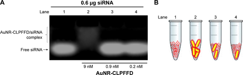 Figure S1 AuNR-CLPFFD/siRNA complex formation evaluated by changes of the electrophoretic mobility pattern.Notes: (A) Agarose electrophoresis under non-denaturing conditions. Lane 1 shows the migration pattern of 0.6 µg of free siRNA (0.2 nmol). Lane 2 shows the conjugation of 9 nM AuNR-CLPFFD with 0.6 µg of siRNA. Lane 3 shows 0.9 nM of AuNR-CLPFFD with 0.6 µg of siRNA and lane 4 shows 0.2 nM of AuNR-CLPFFFD with 0.6 µg of siRNA. These results show that at 9 nM of AuNR-CLPFFD, the nanoparticles can form electrostatic interaction with siRNA molecules, retaining the siRNA molecules forming the AuNR-CLPFFD/siRNA complex, allowing to observe a difference in the electrophoretic mobility of free siRNA molecules. In contrast, lanes 3 and 4 show that nanoparticles were not concentrated enough, leaving high amount of free siRNA molecules in solution and conserving the migration pattern of free siRNA. (B) A schematic representation of the siRNA molecules with AuNR-CLPFFD.Abbreviation: AuNR, gold nanorod.