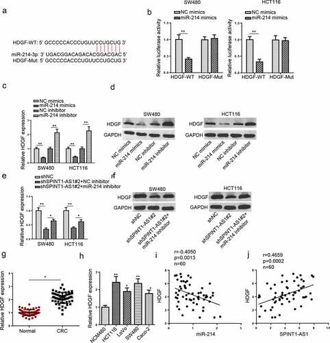 Figure 7. SPINT1-AS1 regulated HDGF expression through targeting miR-214. (a) StarBase website predicted the binding site between HDGF and miR-214. (b) Dual-luciferase reporter assay was adopted to analyze the luciferase activity of HDGF-WT or HDGF-Mut reporter in CRC cells transfected with NC mimics or miR-214 mimics. (c and d) RT-qPCR and Western blot showed the mRNA and protein level of HDGF in SW480 and HCT116 cells transfected with NC mimics, NC inhibitor, miR-214 mimics and miR-214 inhibitor. (e and f) RT-qPCR and Western blot assays showed HDGF expression in CRC cells transfected with shNC, shSPINT1-AS1#2, and shSPINT1-AS1#2+ miR-214 inhibitor. (g and h) RT-qPCR showed the expression of HDGF in CRC tissues and cells. (i and j) Pearson’s correlation analysis was used to analyze the correlation between HDGF and miR-214 or SPINT1-AS1 in CRC. *p < 0.05, ** p  < 0.01.