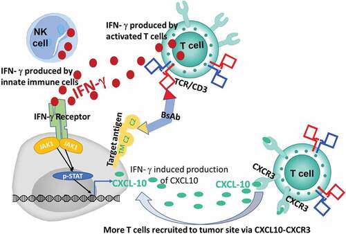 Figure 1. The IFNγ-JAK-STAT signaling pathway enhances T-BsAb efficacy by recruiting T cells to TME via the CXCL10/CXCR3 axis. IFN-γ produced by innate immune cells (e.g., NK cells) promotes local production of chemokines (CXCL9, 10 and 11) by immune and tumor cells, which in turn recruit more T cells to the TME via CXCR3. Newly recruited T cells are subsequently activated by T-BsAb in the presence of target antigen to produce more IFN-γ, hence supporting a positive feedback loop.
