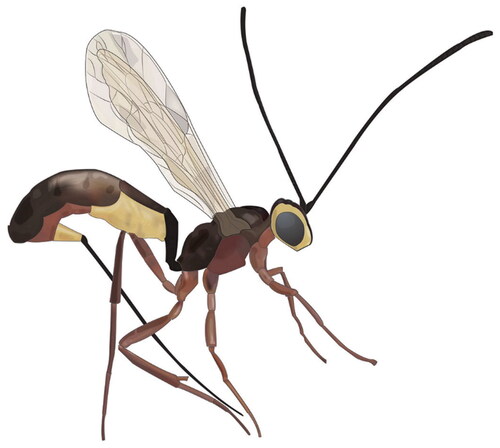 Figure 8. Parasitic wasp graphic.