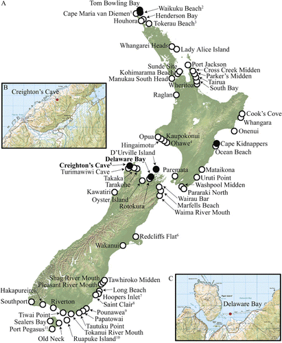 Figure 1  A, Geographic distribution of New Zealand sea lion based on presence in archaeological and natural deposits (see also Appendix 1). The late Holocene natural sites of Delaware Bay and Creighton's Cave are marked on the map in bold type. Sites with solid black circles indicate the presence of pup or juvenile remains. Geographic distribution data have been sourced from Smith (Citation1985), Worthy (1992, 1994) and collection records of the Canterbury Museum, Museum of New Zealand Te Papa Tongarewa and Auckland Museum. Sites with superscript numbers represent multiple localities within the same geographic locale: 1 Cape Maria van Diemen, Te Werahi Beach and Spirits Bay; 2 Waikuku and Whareana Beach; 3 Tokerau Beach/Doubtless Bay, Matai Bay and Karikari Beach; 4 Ohawe and Te Rangatapu; 5 Creighton's Cave, Wet Neck Cave and Baby Grand Cave; 6 Redcliffs Flat, Sumner, Moa Bone Point Cave; 7 Hooper's Inlet and Papanui Beach; 8 Saint Clair and Otoika Mouth; 9 Pounawea, New Haven, Cannibal Bay and False Islet; 10 Ruapuke Island containing the sites West Point, Lee Island and Parangiaio; and 11 Port Pegasus and Cook Settlement. B and C, Regional maps showing the location of the late Holocene natural sites Delaware Bay and Creighton's Cave respectively. Grids are 1 km2.