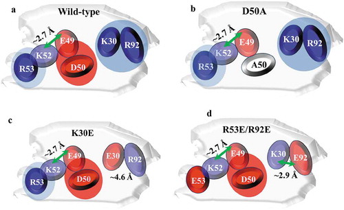 Figure 7. Illustration of proposed CDR charge distributions of the mAb-X wild-type (a) and LLPS-free mutants (b-d). Blue and red shades represent positively and negatively charged patches, respectively. Green arrows represent potential salt bridges.