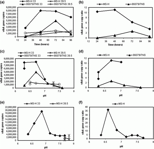 Figure 2.  2a: vlhA gene copy numbers of 33°C and 39.5°C cultures of MS-H and 86079/7NS determined by vlhA Q-PCR at 24-h intervals. 2b: 33/39.5°C vlhA gene copy number ratios calculated at 24-h intervals. 2c: vlhA gene copy numbers plotted against pH at each time point. 2d: 33/39.5°C vlhA gene copy ratios plotted against pH at each time point. 2e: The vlhA gene copy number of MS-H cultures at 33°C and 39.5°C harvested at different pH irrespective of the time. 2f: 33/39.5°C vlhA gene copy number ratio of MS-H cultures at 33°C and 39.5°C harvested at different pH.