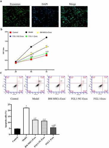 Figure 2. Overexpression of FGL1 attenuated the cell viability and apoptosis in RA-FLSs. (a) Representative fluorescence images of exosomes were englobed by FLSs; (b) Cell viability was detected by CCK-8 assay; (c) Cell apoptosis was detected by Flow cytometry. *p < 0.05 vs. Control group; #p < 0.05 vs. Model group; @p < 0.05 vs. BM-MSCs-Exos group.