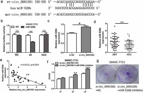 Figure 3. Hsa_circ_0091581 could act as a sponge of miR-526b in HCC cells. (a) Predicted miR-526b binding site and corresponding mutant sites in the hsa_circ_0091581 sequence (wt, wild-type; mut, mutant). (b) Relative luciferase activity in SMMC-7721 cells co-transfected with wt or mut luciferase reporters and miR-526b mimics or corresponding negative control. (c) Relative miR-526b expression in SMMC-7721 cells transfected with hsa_circ_0091581 siRNA. (d) Relative miR-526b expression in 46 pairs of HCC tissues and ANTs was detected using qRT-PCR. (e) Correlation between relative hsa_circ_0091581 expression and relative miR-526b expression analyzed with Spearman’s analysis. (g, f) CCK8 and colony formation proliferation assays of SMMC-7721 cells co-transfected with hsa_circ_0091581 siRNA and miR-526b inhibitor or corresponding negative controls. Results are presented as mean ± SD. *P < 0.05, **P < 0.01, ***P < 0.001