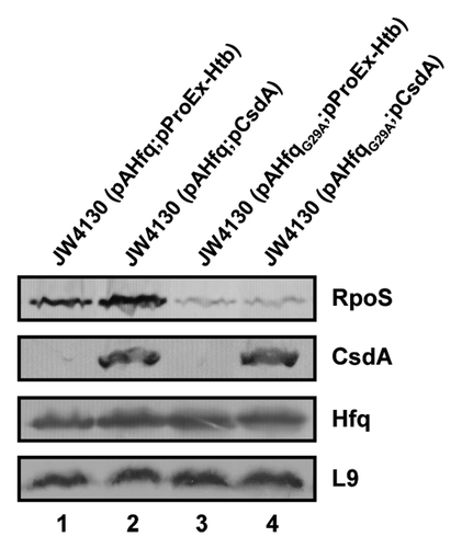 Figure 5. Overexpression of csdA does not rescue rpoS translation in the presence of HfqG29A. Immunodetection of RpoS, CsdA, Hfq, and ribosomal protein L9 in strains JW4130(pAHfq;pProEx-Htb) (lane 1), JW4130(pAHfq;pCsdA) (lane 2), JW4130(pAHfqG29A; pProEx-Htb) (lane 3), and JW4130(pAHfqG29A;pCsdA) (lane 4), respectively. The proteins were visualized as described in the legend to Fig. 1. Only the relevant sections of the immunoblots are shown.