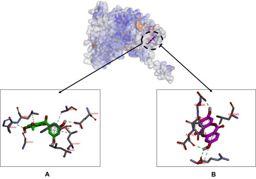 Figure 5 Binding sites on ER-α for 2 (A) and 1 (B).