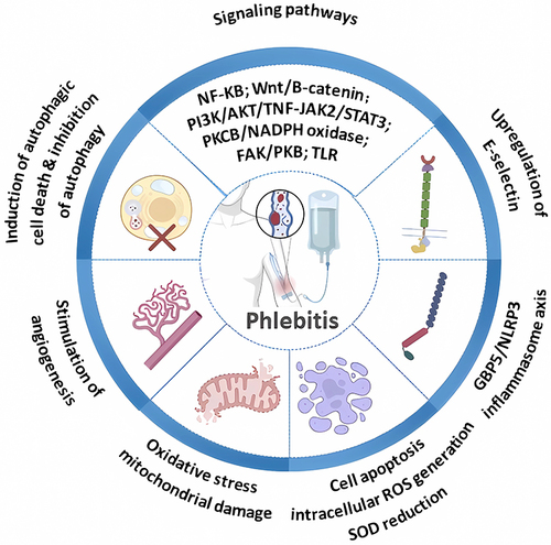 Figure 2 The signalling pathways and pathophysiology of phlebitis.