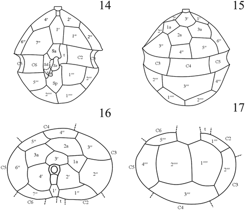 Figs 14–17. Interpreted tabulation of Scrippsiella plana. Fig. 14. Ventral view. Sa = anterior sulcal plate, Sd = right sulcal plate, Ss = left sulcal plate, Sm = median sulcal plate, Sp = posterior sulcal plate. Fig. 15. Dorsal view. Fig. 16. Apical view. Fig. 17. Antapical view.