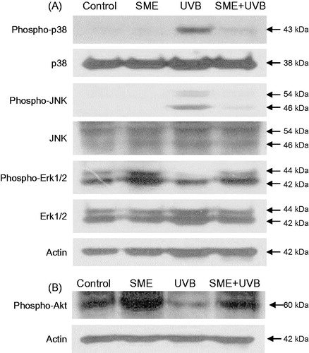 Figure 4. SME prevents the UVB-mediated phosphorylation of p38 MAPK and JNK, as well as the dephosphorylation of Erk1/2 and Akt. (A and B) HaCaT cell lysates were electrophoresed in SDS-polyacrylamide gels, transferred to nitrocellulose membranes, and immunoblotted with the indicated primary antibodies.