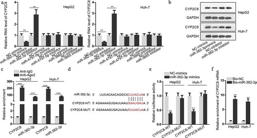Figure 2. CYP2C8 was directly targeted by miR-382-3p. (a) According to the prediction of miRDB, top three miRNAs (miR-4797-5p, miR-382-3p and miR-3665) with higher target score with CYP2C8 were selected. The alteration of CYP2C8 mRNA levels in HepG2 and Huh-7 cells were evaluated in response to the transfection of mimics or inhibitors of these miRNAs. (b) CYP2C8 protein levels in LC cells were measured in response to miR-382-3p overexpression or inhibition by western blot. (c) RIP assay revealed that CYP2C8 mRNA and miR-382-3p could be enriched with Ago2 protein. (d) The sequences of wild-type CYP2C8 3ʹ-UTR, mutated CYP2C8 3ʹ-UTR and miR-382-3p were shown. The binding sites were highlighted in red. (e) Luciferase reporter assay showed that miR-382-3p overexpression inhibited the luciferase activity of CYP2C8-WT reporters in HepG2 and Huh-7 cells. (f) RNA pull-down demonstrated that CYP2C8 mRNA could be enriched by bio-miR-382-3p probes. p < .01 (**), p < .001 (***)